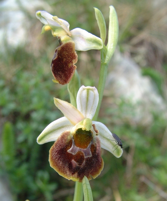 Ophrys tyrrhena ?